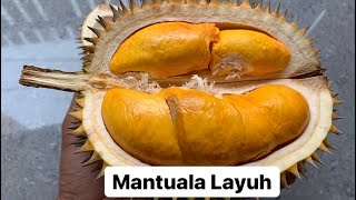 Mencicipi Mantuala Layuh Dari Desa Layuh Batu Benawa Hst Kalimantan Selatan