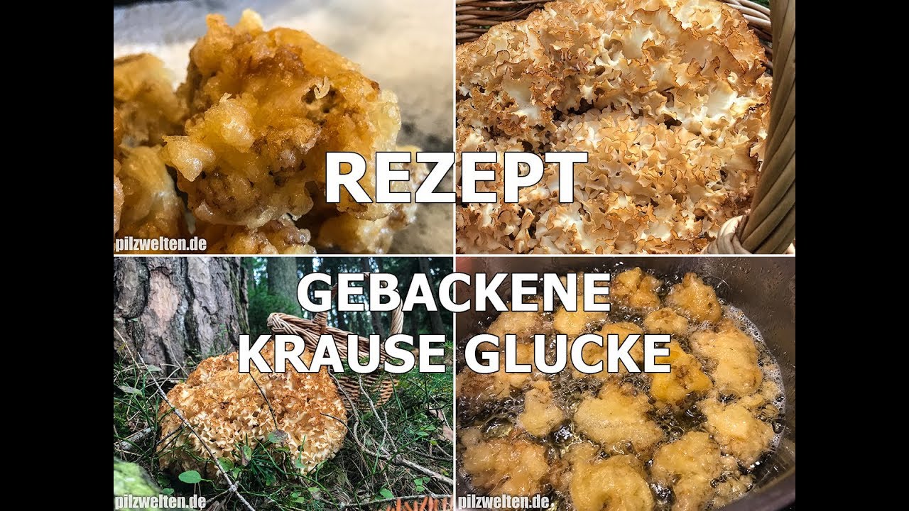 REZEPT: Gebackene Krause Glucke | Krause Glucke zubereiten | Sparassis ...