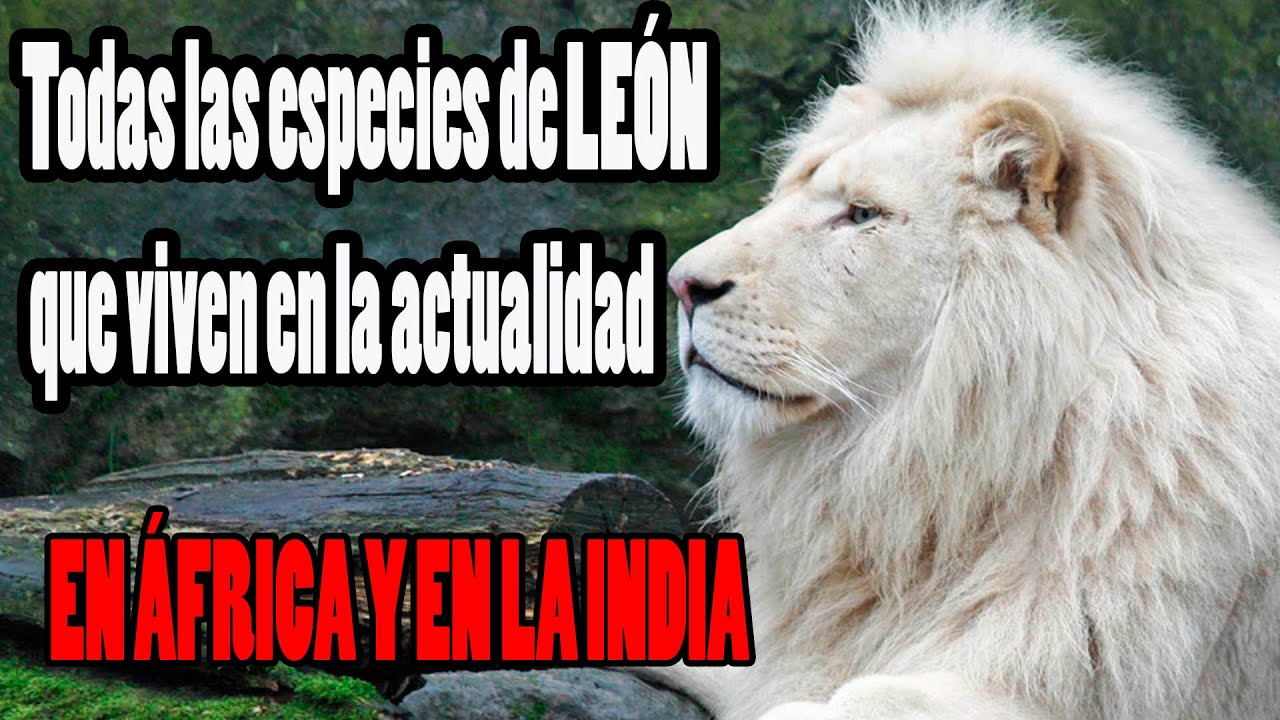 Leones en la India Y todas las especies de león que existen - YouTube