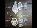 HOW TO CLEAN SHELLS | Cleaning Calcium Deposits off Shells with Muriatic Acid -  Tutorial