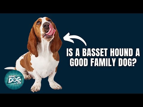 Video: Perkara Yang Harus Anda Ketahui Sebelum Memilih Basset Hound