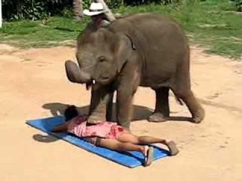 Thai Elephant Massage - by a Cute Baby Elephant in Koh Samui