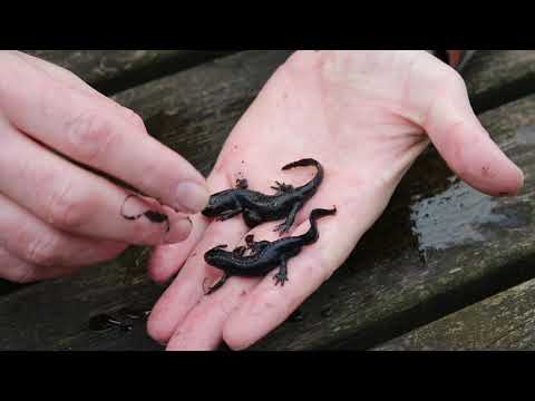 Video: Kan 'n watersalamander onder water asemhaal?