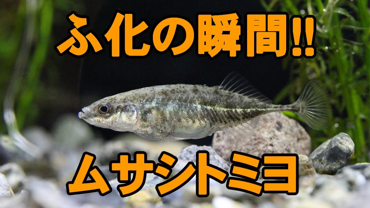 ムサシトミヨのふ化の瞬間 Youtube