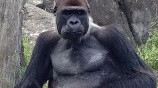 衝撃 ゴリラがうんちを食べ続けている Youtube