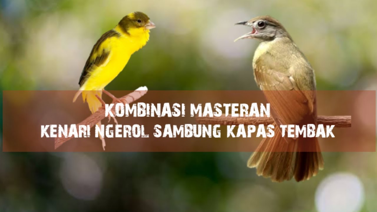 Kombinasi Masteran | Kenari Ngerol Sambung Kapas Tembak