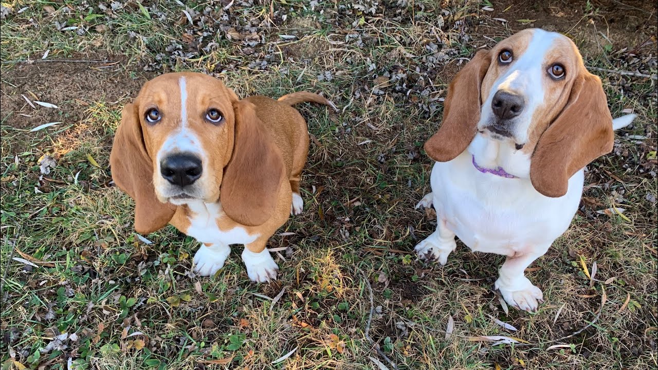 How Hard Is It To Potty Train A Basset Hound