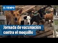 Rescate animal en la localidad de Santa Fe y en San Cristóbal se adelanta jornada de vacunación