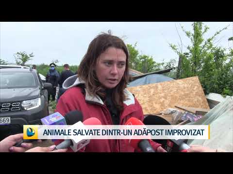 Video: Cum Să Luați Un Copil Dintr-un Adăpost