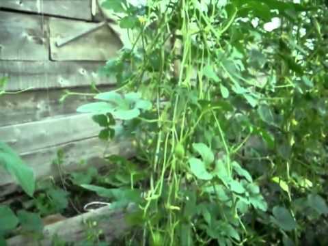 Видео: Как да отглеждаме краставица от Антили - Ангурия (Cucumis Anguria) в градината