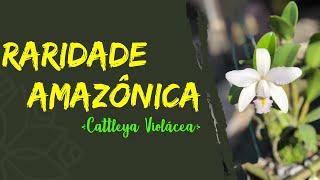 CONHEÇA ESSA ORQUÍDEA RARA DA AMAZÔNIA- Cattleya Violácea. - thptnganamst.edu.vn