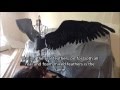 Feathering Static Wings