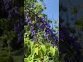 Nature 😍#trending #makemefamous #youtubeshorts #challenge