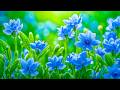 Beautiful Flowers with Relaxing Music for Stress Relief 🌸 Calming music for inner peace, Sleep music
