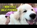 This 90-pound puppy still thinks he's a lap dog