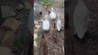 Good Morning Everyone.