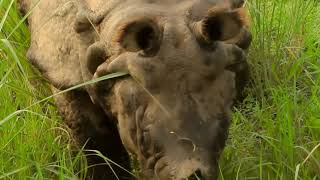 One Horned Rhino | Endangered Animal | Northeast-India | Wildlife | Nature