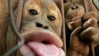 Download Lagu Kumpulan Gambar/Foto Hewan/Binatang Lucu Part 1 MP3