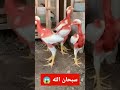 شاهد سبحان الله Shorts 