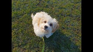 Barney - 4 Month Old Cavachon - 2 Weeks Residential Dog Training