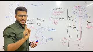 Introduction of Nervous system | Dr Nageeb