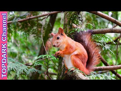 Vídeo: Ardilla. Roedores. Animales útiles En El Jardín. Una Fotografía