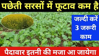 पछेती सरसों में ये 3 काम कर लो, पैदावार होगी रिकॉर्डतोड़ // Pachheti Sarso ki kheti //Sarso ki kheti