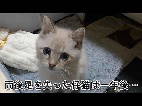 カラスに襲われて両足をなくした仔猫は一年後…　～ましゅまろ君一年間の物語～