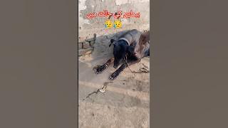 Download lagu dua karo sub bhai 😍🦅😥#tarar #chaqif #hunter #shorts #shortvideo