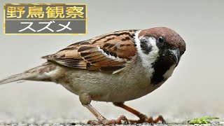 【スローモーションで野鳥観察】スズメ【特別な事は何も起こらない動画】