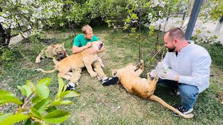 Доктор Василий И Олег Зубков Обрабатывают Золотой Прайд От Возможных Паразитов!