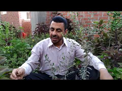 فيديو: رعاية شجيرة Elaeagnus - نصائح حول زراعة الزيتون الروسي Elaeagnus
