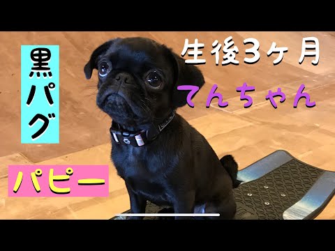【黒パグ 赤ちゃん】 パピー時代のテンソン 人が大好きな黒パグてんチャンネル テンソン