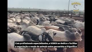 Soboi - Serviço de Apoio a Pecuária