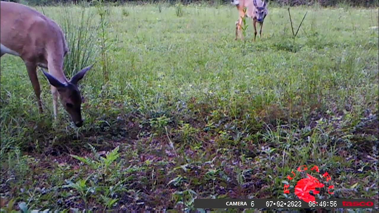 Deer Forecast For 20232024 Hunting Season. It keeps looking better