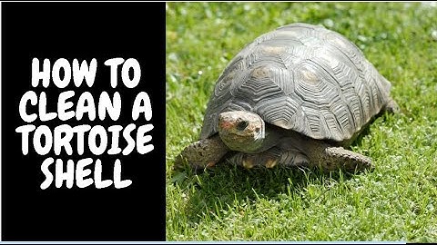 How To Clean A Tortoise Shell