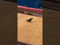 This Pigeon Just Experienced TRUE Wealth 😂🕊️