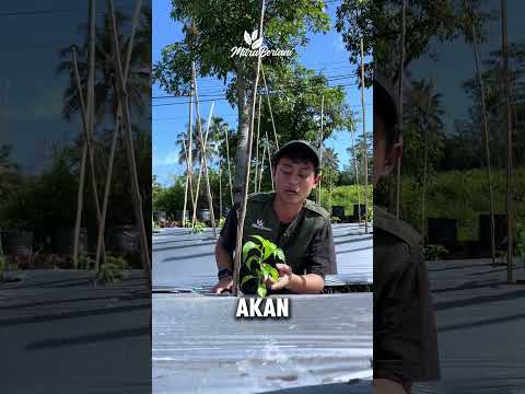 TUMBUH TUNAS AIR & GAMPANG ADAPTASI ITU SUDAH NYICIL TENANG #pertanian #petanimuda #petani #fyp