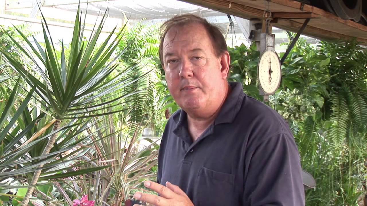 How to Care for Double Knockout Roses 