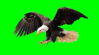 Copyright Free Flying Eagle Green Screen Effect | Chroma Key | Royalty Free |