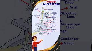 Parts of a Microscope | #microscope #science