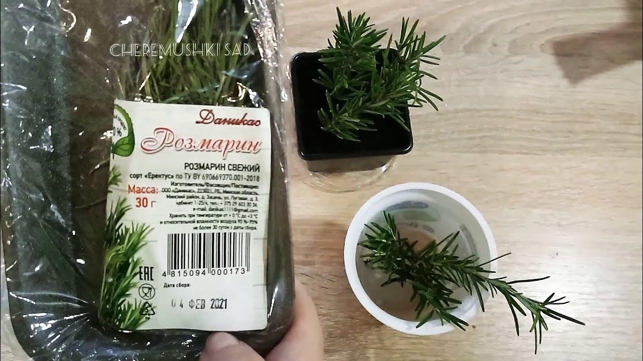 Саженцы розмарина за 5 ДНЕЙ!!!! - YouTube