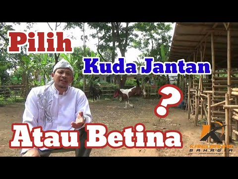 Video: Adakah kuda betina lebih baik daripada kuda jantan?