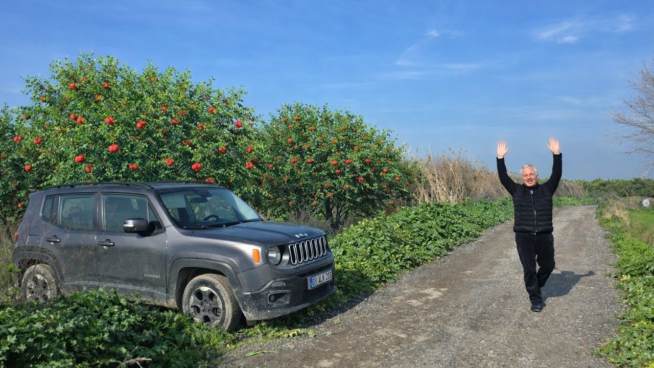 AYDIN'DA SATILIK 4750 MK NAR BAHÇESİ 305 ADET NAR AĞACI VAR YOLA CEPHE MASRAFSIZ DÜMDÜZ