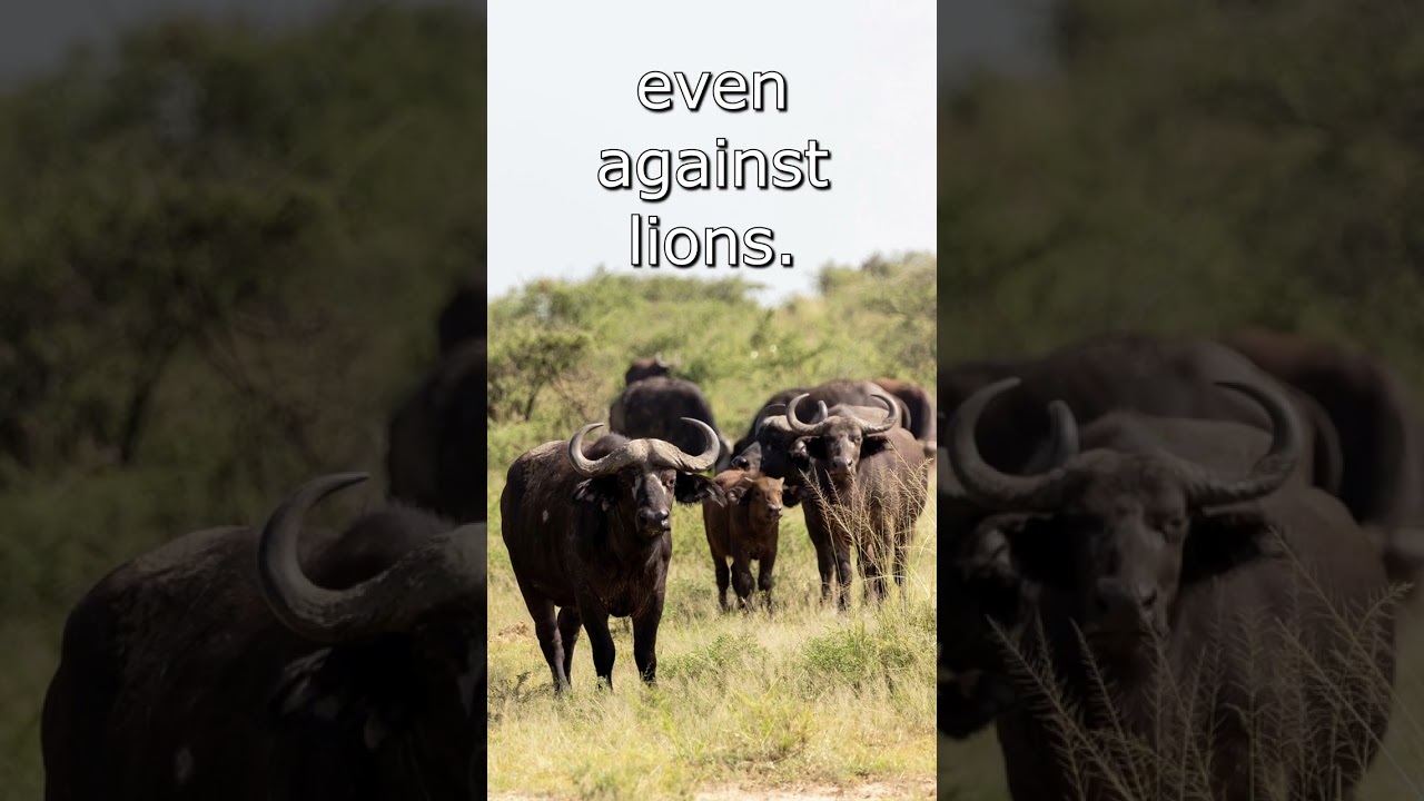 Cape Buffalo | Herd Defense | Motivational Inspiration S2 004