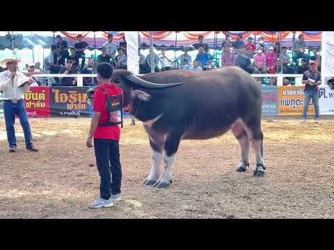 งานประกวดควายงามสุพรรณบุรี ครั้งที่ 1 รุ่นฟันน้ำนม 140+ เพศเมียดำ