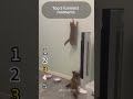 #funny #funnyanimals #funnyvideos #pet #cute #fyp
