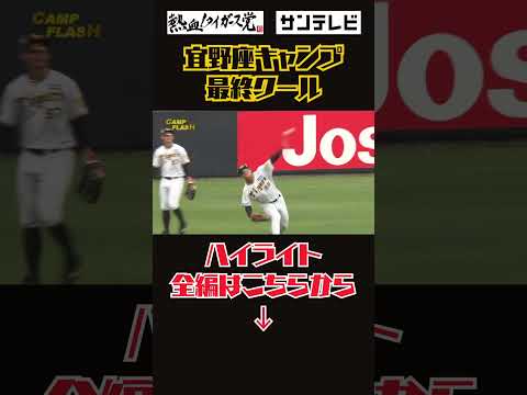 宜野座キャンプ最終クールハイライト！#熱血タイガース党