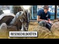 Aldabra-Riesenschildkröten! Verschmuste Urzeitmonster?!