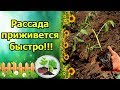 ПОСАДКА ТОМАТОВ В ГРУНТ, БЫСТРАЯ ПРИЖИВАЕМОСТЬ. ОСНОВНЫЕ ПРАВИЛА ПРИ ВЫСАДКЕ РАССАДЫ.